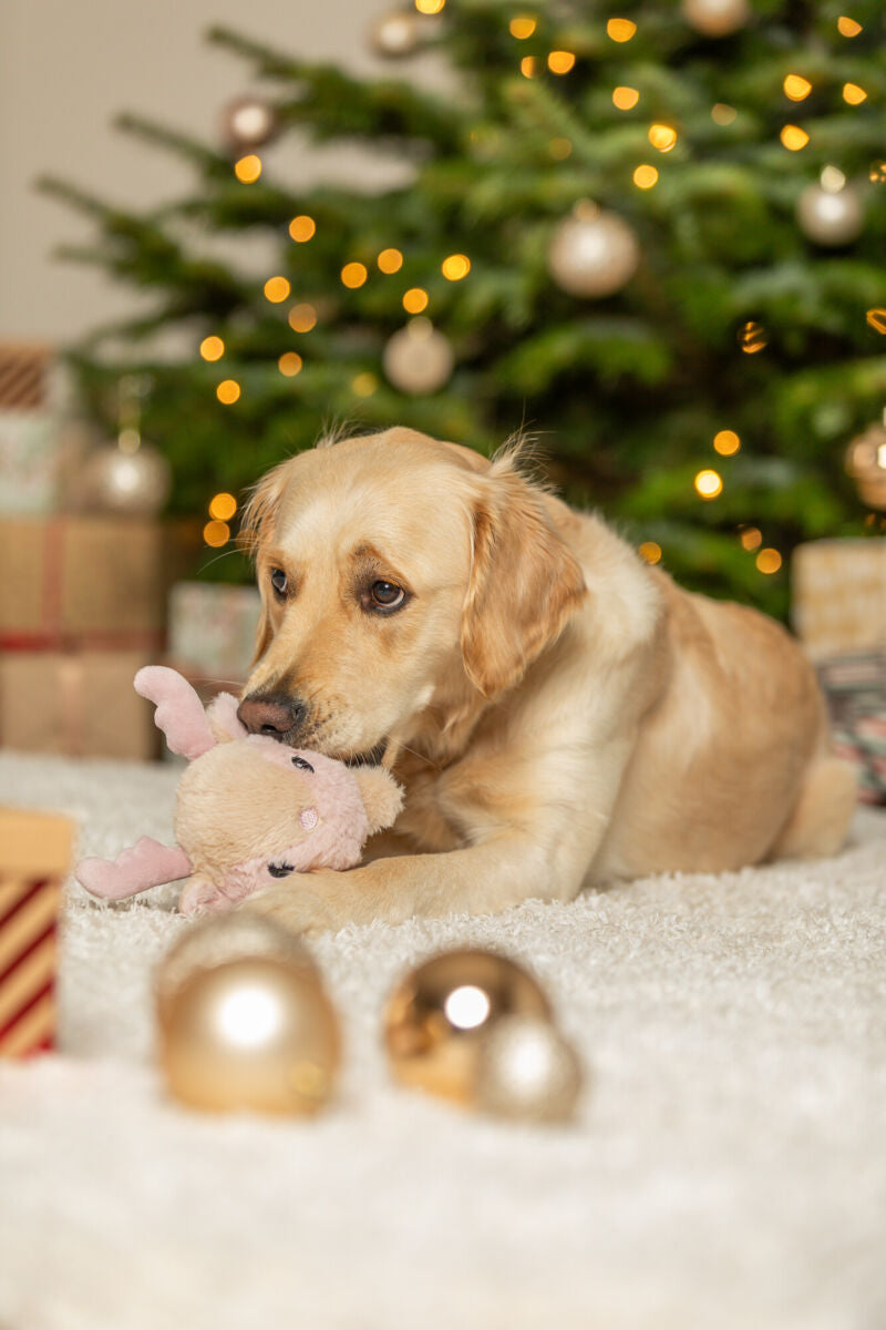 Hund mit Kuscheltier auf Teppich vor beleuchtetem Weihnachtsbaum.