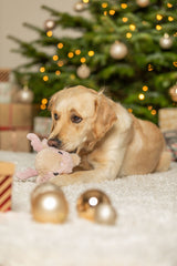 Hund mit Kuscheltier auf Teppich vor beleuchtetem Weihnachtsbaum.