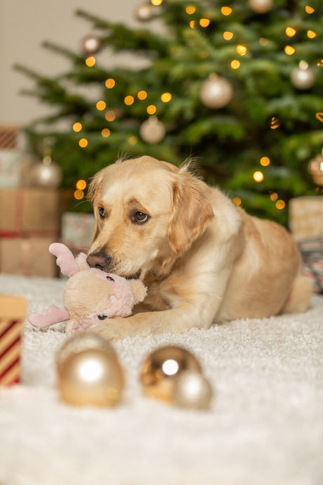 Hund mit Kuscheltier auf Teppich vor beleuchtetem Weihnachtsbaum.
