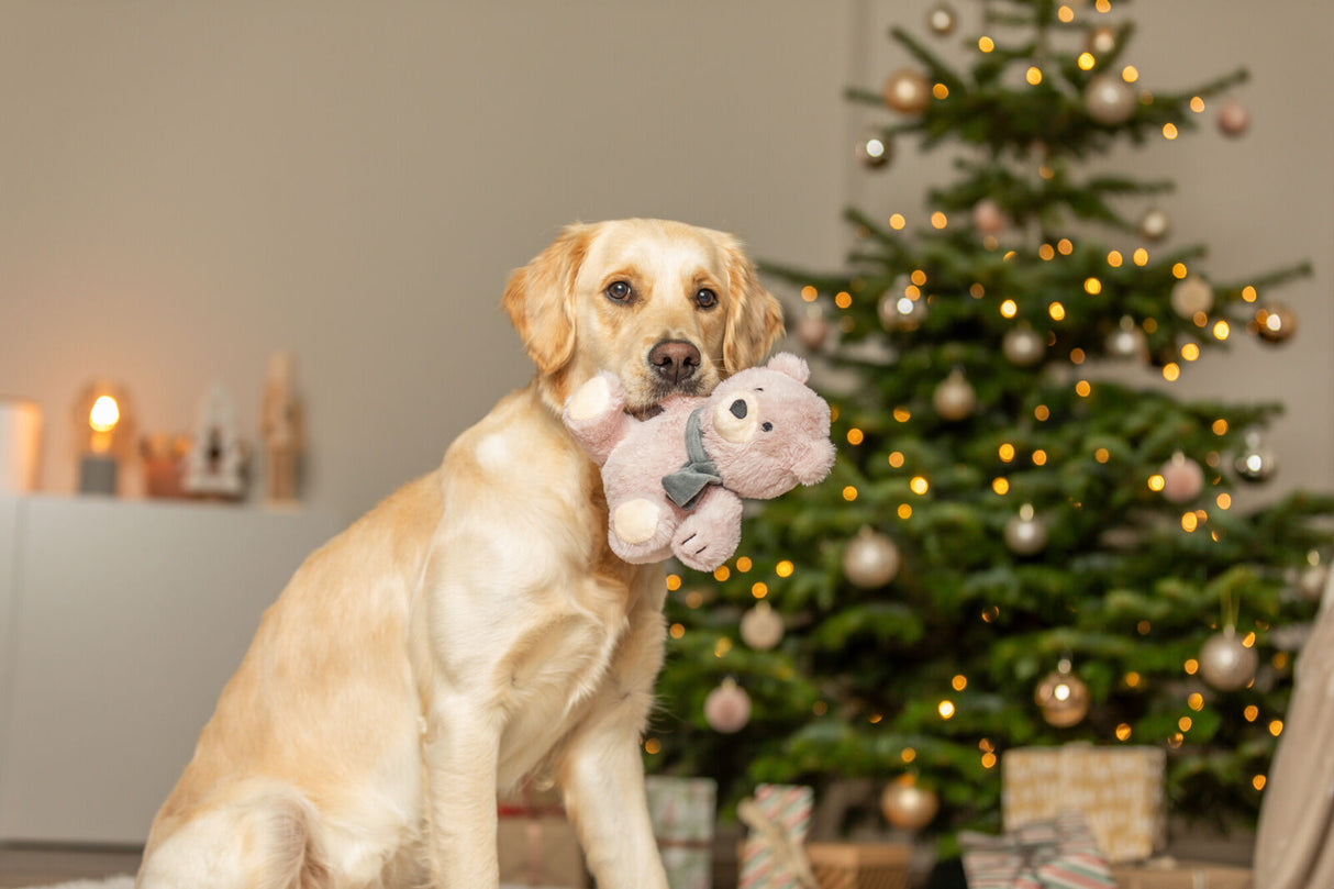 Ein Hund hält ein Plüschspielzeug vor einem geschmückten Weihnachtsbaum.