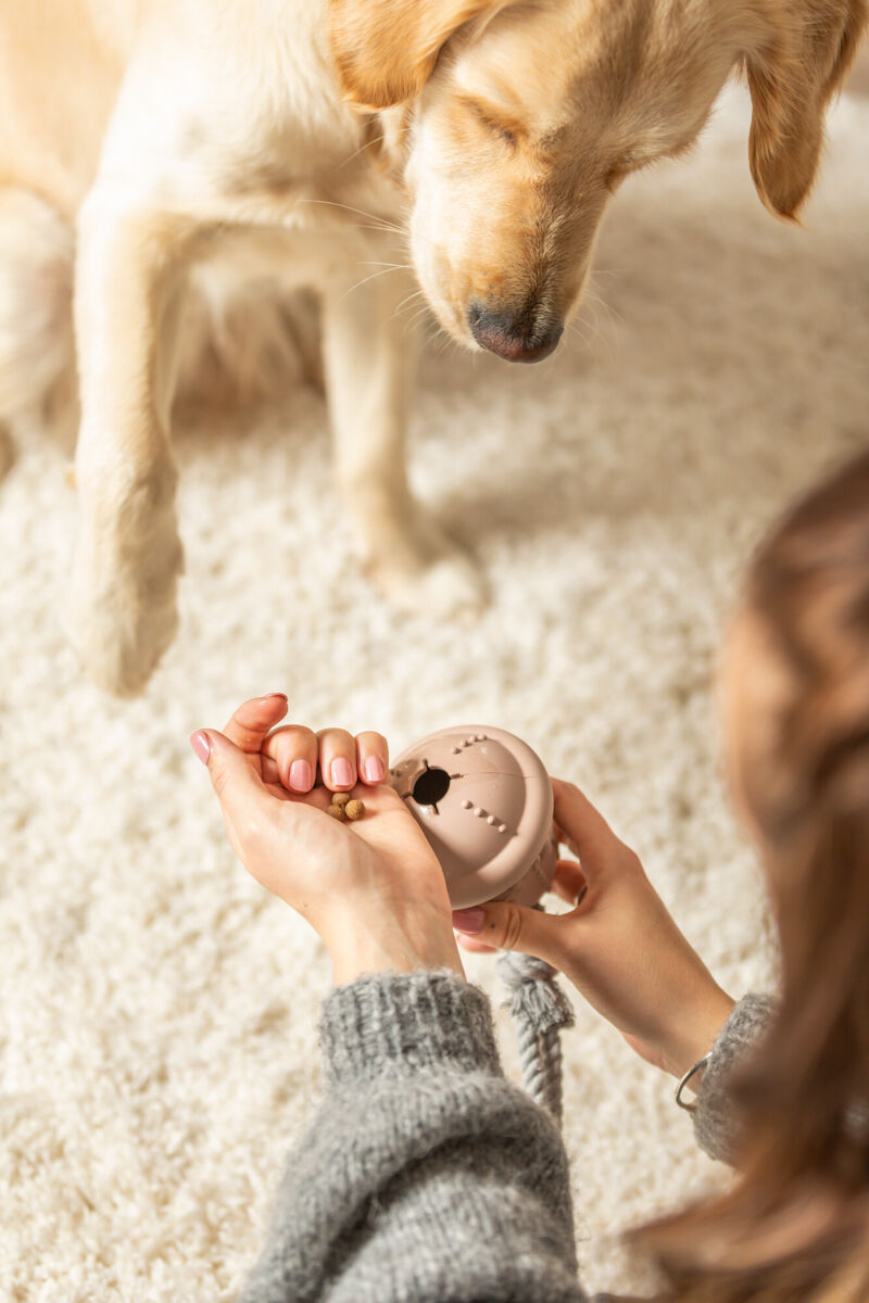 Eine Person hält ein beiges Hundespielzeug und Leckerlis, während ein Hund daneben sitzt.