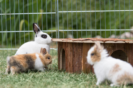 Drei Kaninchen sitzen auf einer Wiese neben einer Holzstruktur in einem umzäunten Bereich.