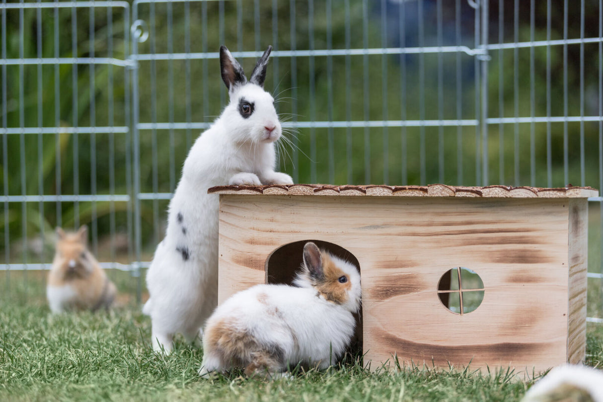Zwei Kaninchen, eines daneben und eines davor, mit einem Holzhäuschen im Freigehege.