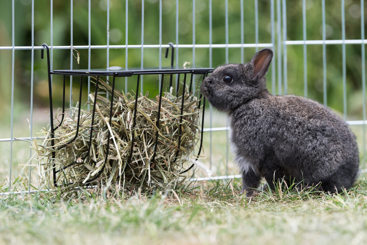 Grau-schwarzes Kaninchen sitzt vor einem Heuraufe in einem umzäunten Gehege auf Gras.