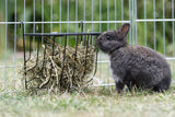 Grau-schwarzes Kaninchen sitzt vor einem Heuraufe in einem umzäunten Gehege auf Gras.