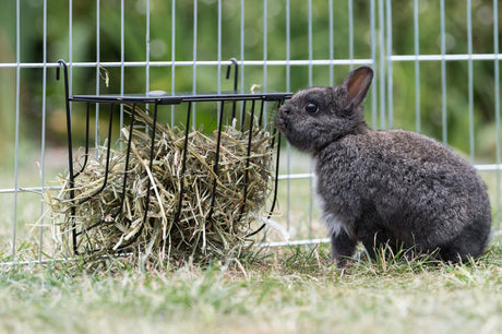 Grau-schwarzes Kaninchen sitzt vor einem Heuraufe in einem umzäunten Gehege auf Gras.