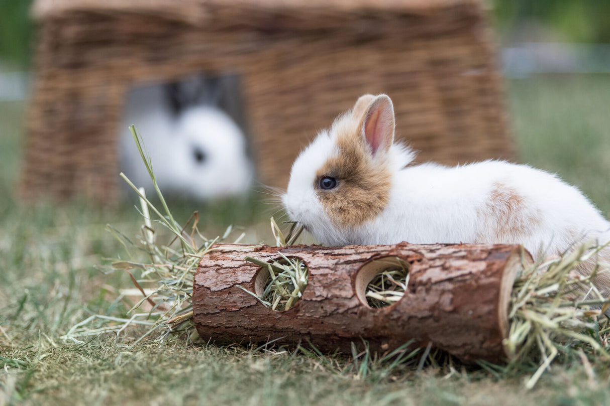 Kaninchen mit braun-weißen Fell liegt neben einem Holzspielzeug auf einer Wiese.
