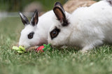 Zwei Kaninchen auf Gras beschnuppern ein grünes und rotes Spielzeug.