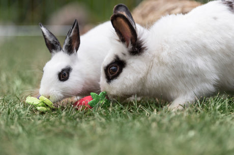 Zwei Kaninchen auf Gras beschnuppern ein grünes und rotes Spielzeug.