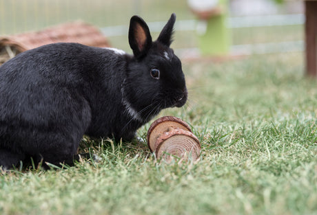 Schwarzes Kaninchen sitzt auf Rasen neben einem Holzspielzeug.