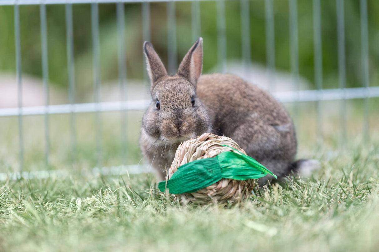 Kaninchen sitzt auf Rasen vor einem geflochtenen Spielzeug mit grünen Blättern im Freigehege.
