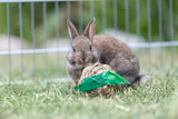 Kaninchen sitzt auf Rasen vor einem geflochtenen Spielzeug mit grünen Blättern im Freigehege.
