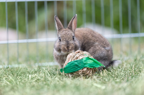 Kaninchen sitzt auf Rasen vor einem geflochtenen Spielzeug mit grünen Blättern im Freigehege.