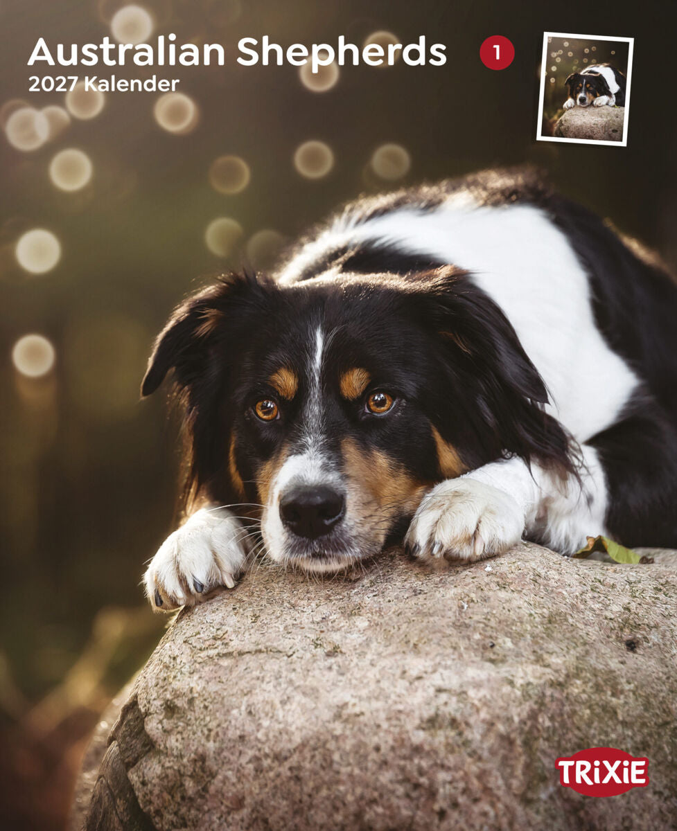 Australischer Schäferhund liegt mit Pfoten auf einem großen Stein, umgeben von unscharfem Hintergrund.
