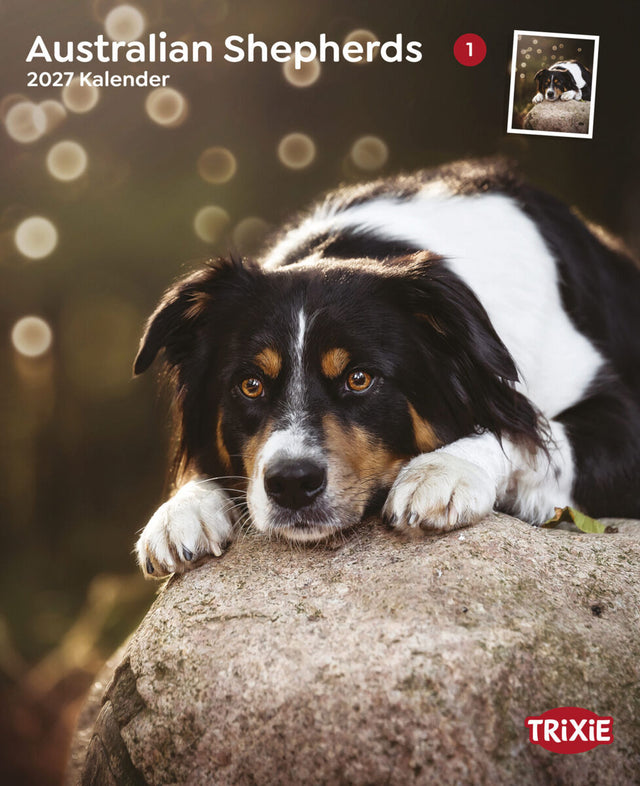Australischer Schäferhund liegt mit Pfoten auf einem großen Stein, umgeben von unscharfem Hintergrund.