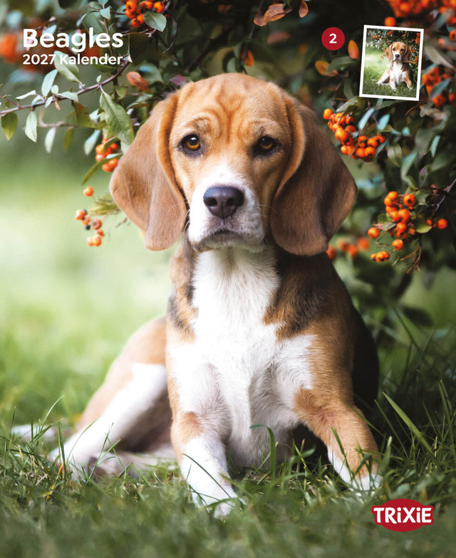Beagle sitzt auf Gras neben orangefarbenen Beeren an Zweigen, Kalender 2027, Trixie-Logo sichtbar.