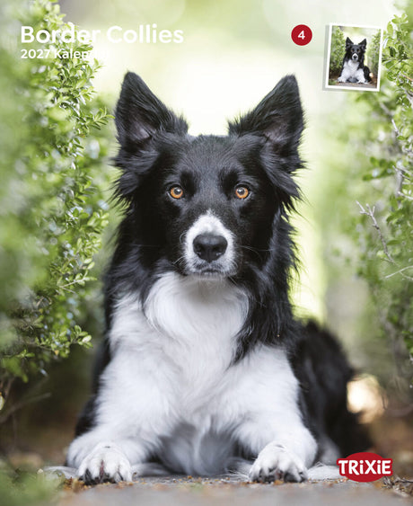 Border Collie liegt zwischen grünen Büschen, vorne der Text „Border Collies 2027 Kalender“, TRIXIE-Logo.