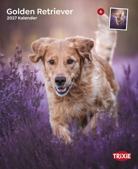 Golden Retriever läuft durch ein lila blühendes Feld, „TRIXIE“ Logo unten rechts.