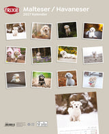 Mehrere Fotos von Hunden im Kalender "Maltese / Havaneser 2027" von TRIXIE.