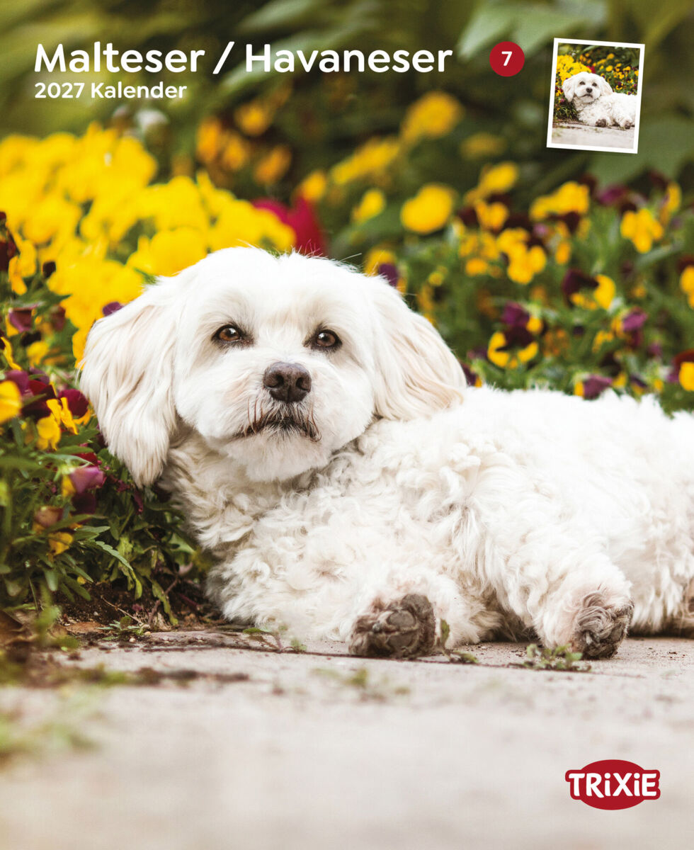 Weißer Hund liegt vor gelben Blumen auf einem Gehweg, Text "Malteser / Havaneser 2027 Kalender" sichtbar.