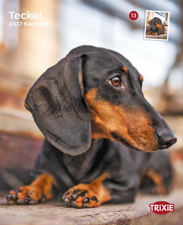 Kurzer Teckel liegt auf Holzboden neben "Trixie" Logo, Kalender 2027.