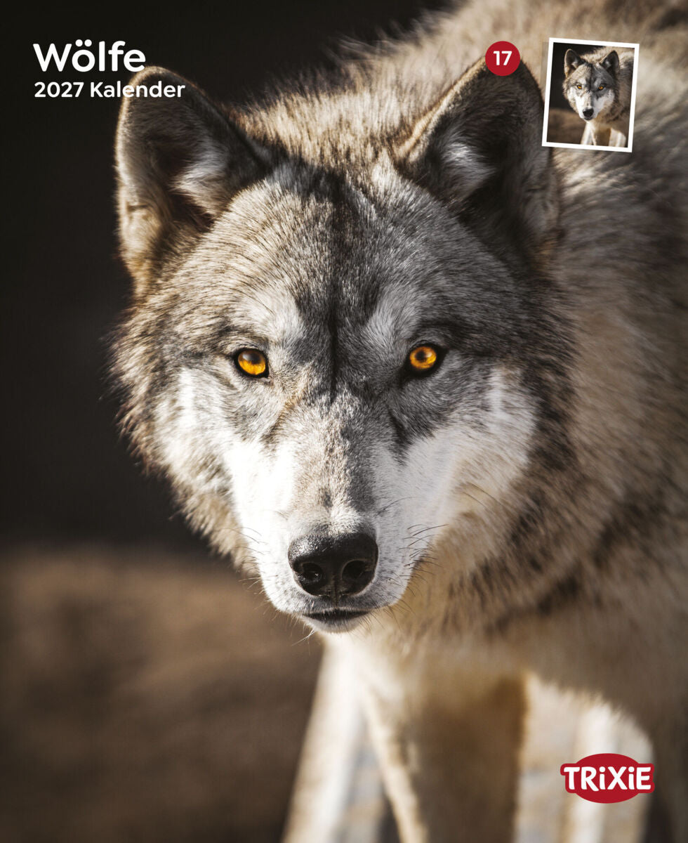 Nahaufnahme eines Wolfs mit gelben Augen, begleitet von Text „Wölfe 2027 Kalender".