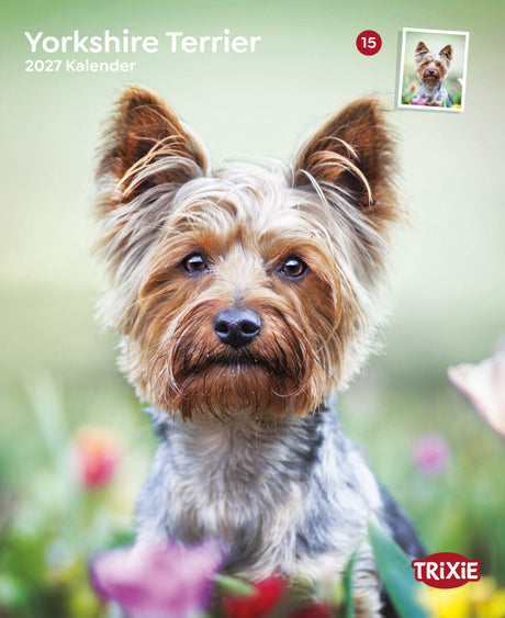 Ein Yorkshire Terrier steht im Vordergrund, auf einem Kalender mit der Aufschrift „Yorkshire Terrier 2027“.