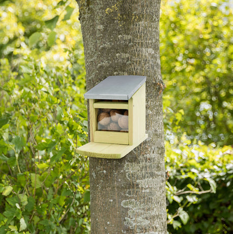 Holzbox mit Metallabdeckung und Glasfront, gefüllt mit Nüssen, an einem Baum befestigt, umgeben von grüner Vegetation.