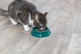 Eine grauweiße Katze frisst aus einem grünen Napf auf hellem Holzboden.