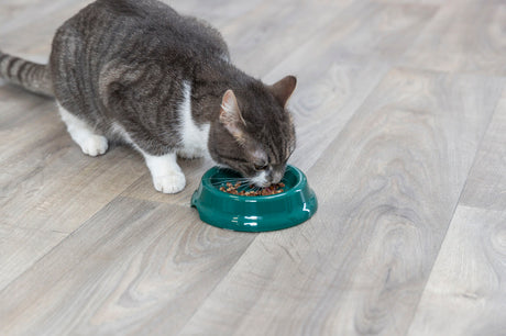 Eine grauweiße Katze frisst aus einem grünen Napf auf hellem Holzboden.