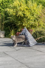 Graue Katze steht vor einem kleinen grauen Zelt auf einer Terrasse mit Garten im Hintergrund.