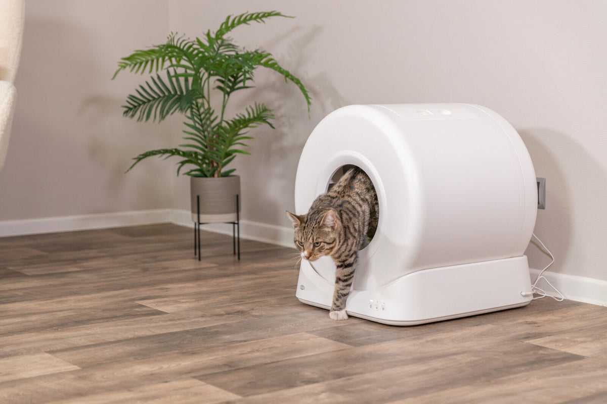 Eine getigerte Katze verlässt eine weiße, runde Katzentoilette mit einer Pflanze im Hintergrund auf einem Holzboden.