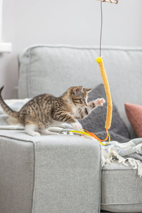 Eine getigerte Katze spielt auf einem grauen Sofa mit einem hängenden gelben Spielzeug.