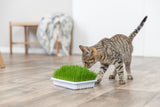 Getigerte Katze schnuppert an Tablett mit Katzengras auf Holzboden.