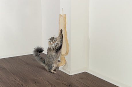 Langhaarige graue Katze streckt sich an einem vertikalen Kratzbrett an einer weißen Wand auf Holzfußboden.