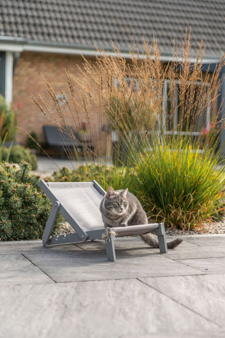 Graue Katze liegt auf einem kleinen Liegestuhl im Garten vor einem Haus.
