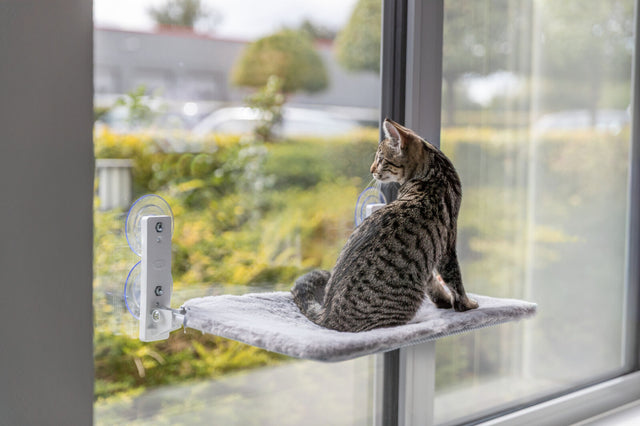Getigerte Katze sitzt auf Fensterbank mit Saugnäpfen und blickt nach draußen.