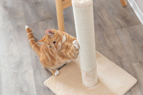 Eine getigerte orange Katze kratzt an einem beigen Kratzbaum, der auf einem Holzboden steht.