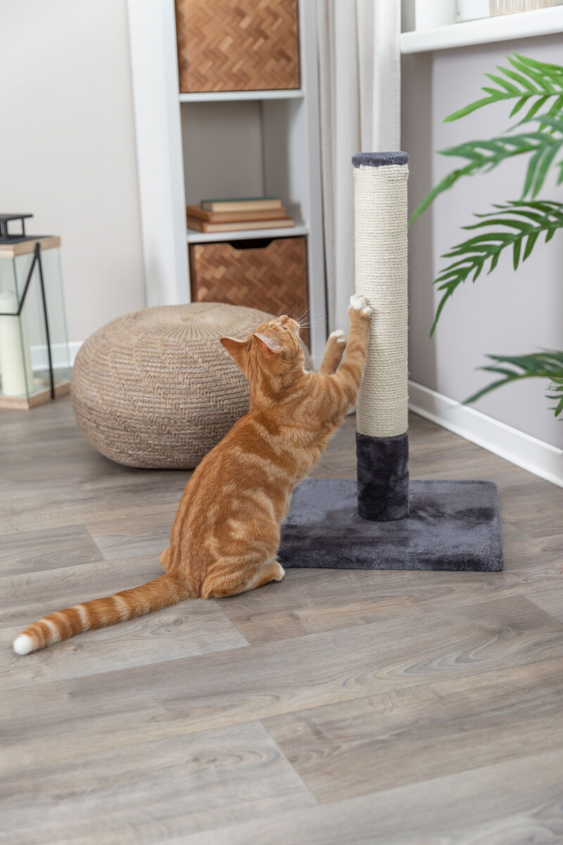 Eine orangefarbene Katze kratzt an einem Kratzbaum aus Sisal in einem hellen Raum mit Holzboden und Pflanzen.