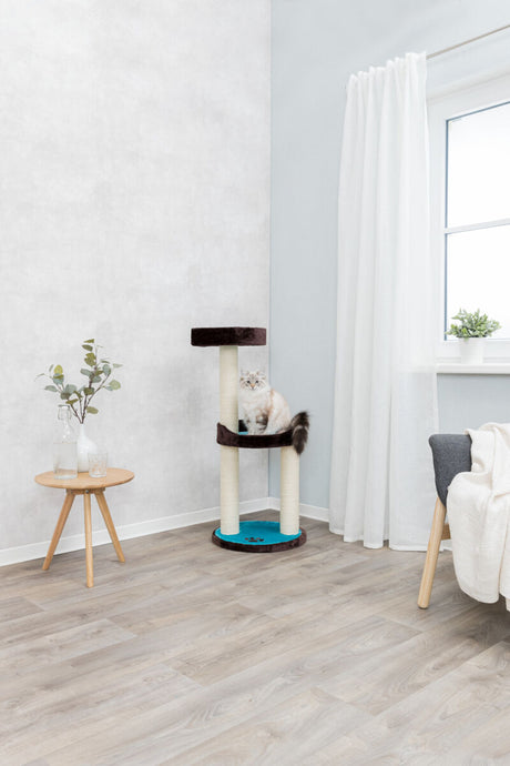 Ein heller Raum mit Kratzbaum, auf dem eine Katze sitzt, ein Tisch mit Vase und ein Fenster mit Vorhang.
