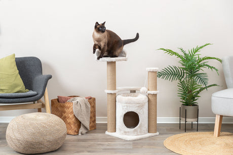 Katzenbaum mit hellem Stoff und Sisal-Spalten, Katze sitzt oben, links ein grauer Stuhl und rechts eine grüne Pflanze.