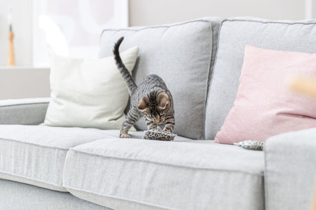 Eine getigerte Katze spielt auf einem grauen Sofa mit einem kleinen Katzenspielzeug.