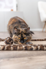 Langhaarige Katze liegt auf dem Boden und fokussiert ein Spielzeug vor sich.