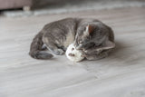 Eine graue Katze liegt auf einem Holzboden und kuschelt mit einem weißen Plüschspielzeug.