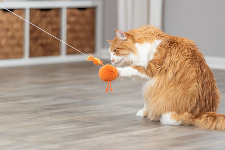 Orange-weiße Katze spielt mit einem orangefarbenen Spielzeug an einer Schnur auf einem Holzboden, im Hintergrund Regale.