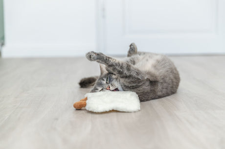 Graue Katze spielt auf dem Boden mit einem weißen Kuscheltier.