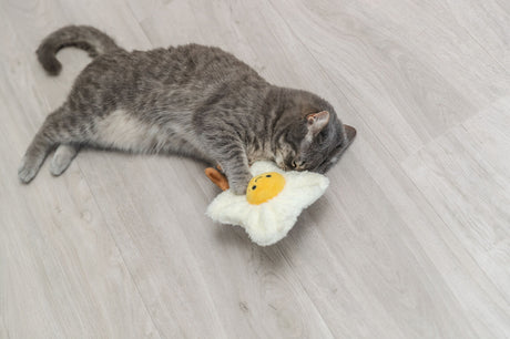 Graue Katze spielt auf hellem Holzboden mit einem Spielzeug in Form eines Spiegeleis.
