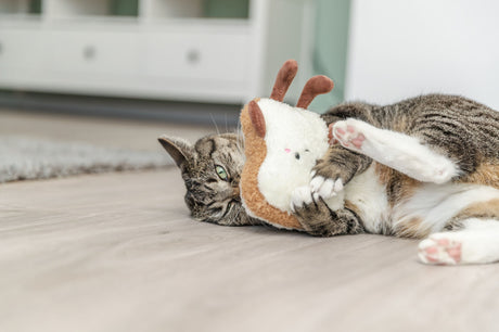 Katze spielt auf dem Boden mit einem plüschigen Spielzeug in einem Raum mit Holzboden.