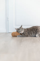 Graue Katze liegt auf dem Boden und lehnt den Kopf auf ein braunes Kissen.