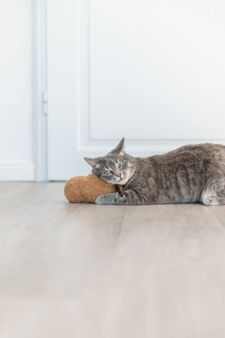 Graue Katze liegt auf dem Boden und lehnt den Kopf auf ein braunes Kissen.